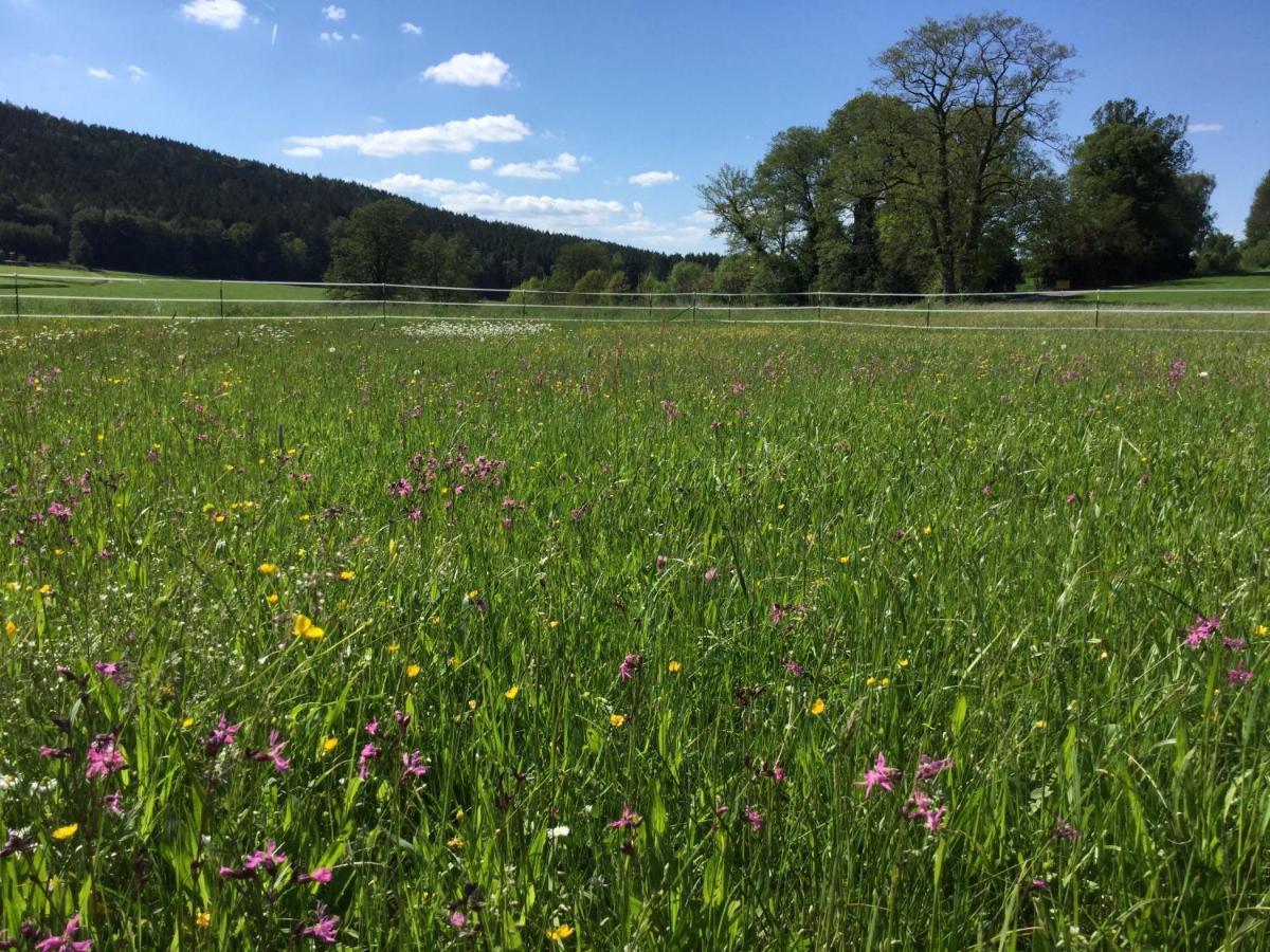 Appartamento Haus Am Treffenbach Waldmünchen Esterno foto